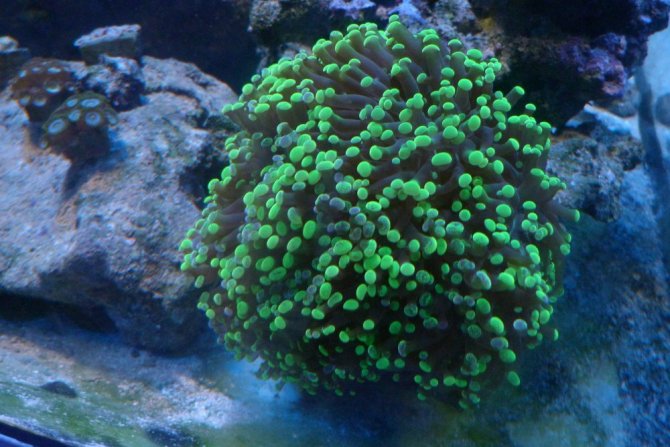 poissonexotique_20120831000007-thumb.jpg