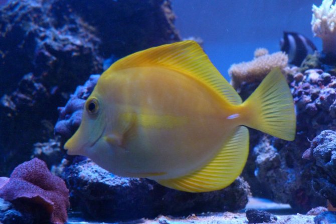 poissonexotique_20120831000531-thumb.jpg