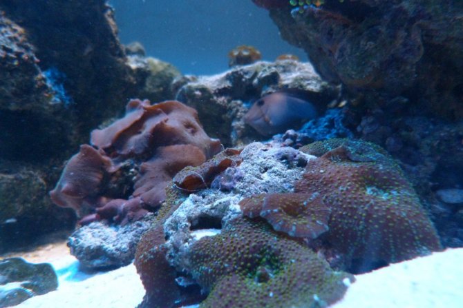 poissonexotique_20120916222219-thumb.jpg