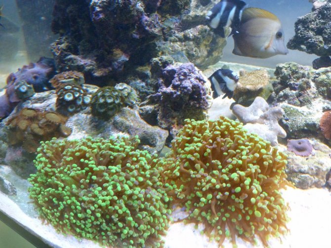 poissonexotique_20121114214328-thumb.jpg