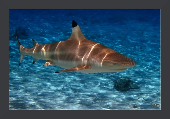 requin2bis.jpg