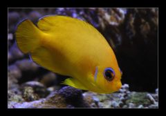 Centropyge flavissimus