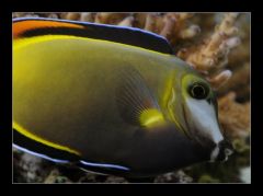 Acanthurus japonicus