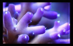 Acropora sp