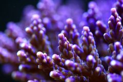 Acropora valida