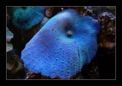 Discosoma sp.