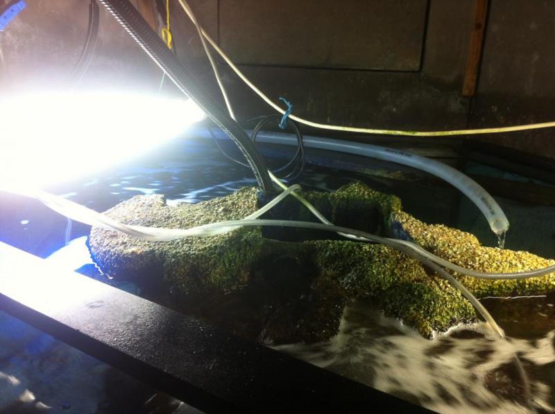 post-2040-0-19388100-1422295263_thumb.jpg