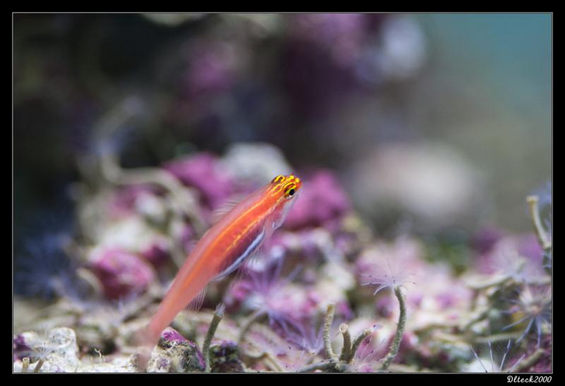 eviota pellucida.jpg