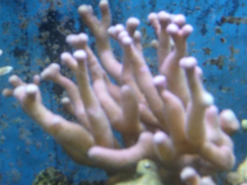 post-652-0-58463800-1393158505_thumb.jpg