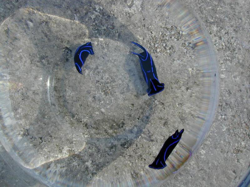 C.varians2.jpg
