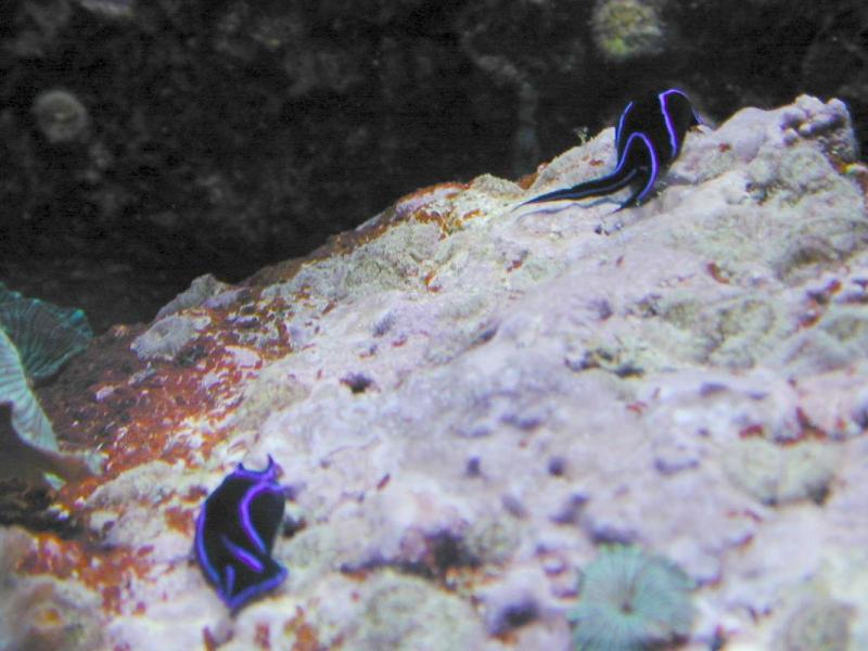 C.varians7.jpg