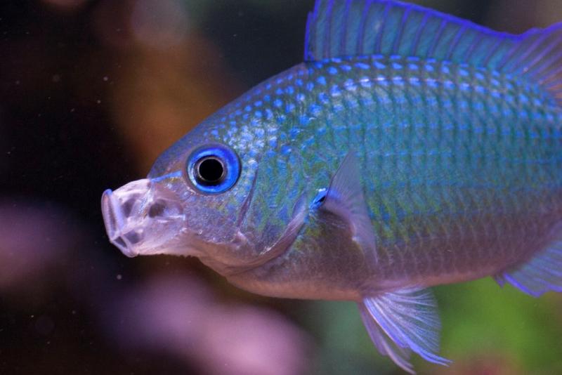 Chromis11a.jpg
