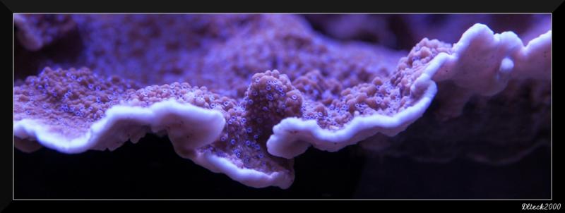 montipora.jpg