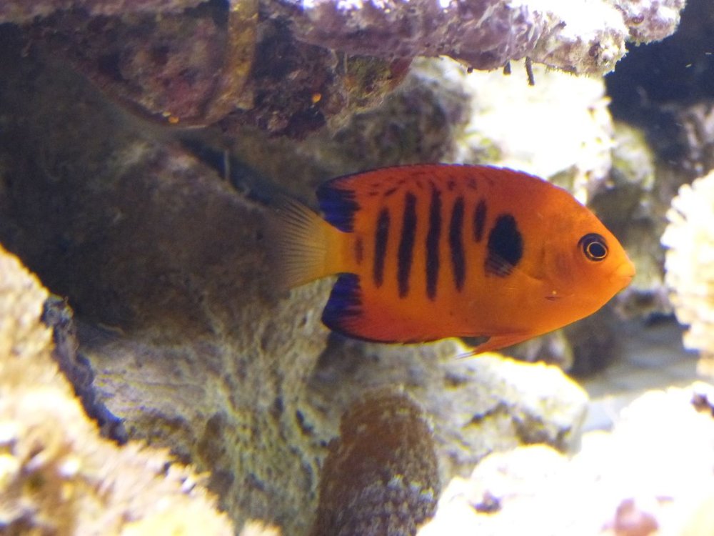 P1090731.JPG2.JPG