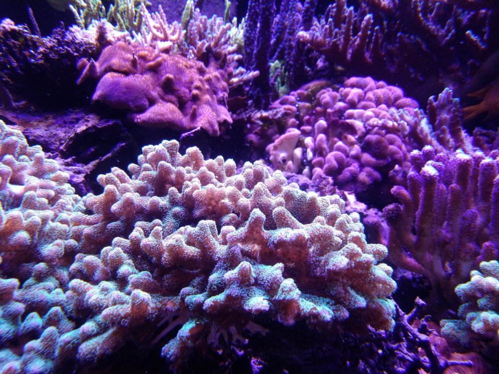 IMG_20200211_142012.thumb.jpg.586f67c8230f74ad9518506d9b7d7c00.jpg