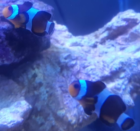 image.png.5741aea1d103dec879ac6aa13585f08f.png
