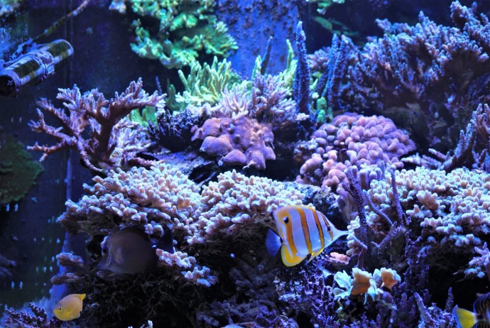 DSC_8889.thumb.jpg.15ccdeb20fc1aa09bcb47ed10d7acd4b.jpg