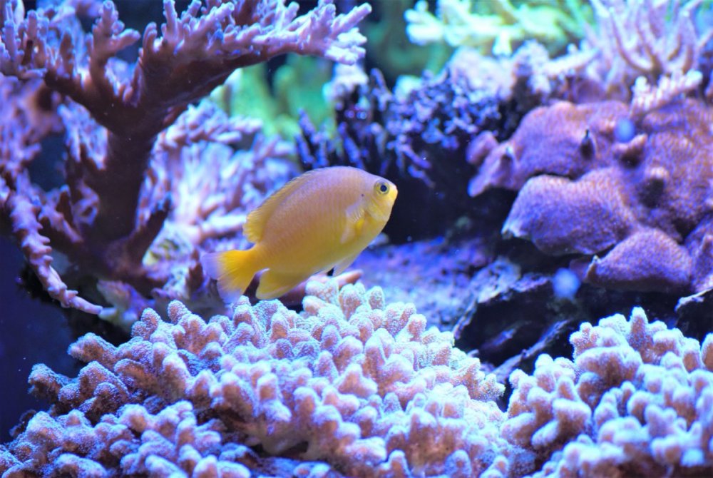 DSC_8893.thumb.jpg.55b9fbe9cf173a4854e5a14da8d2d9c8.jpg