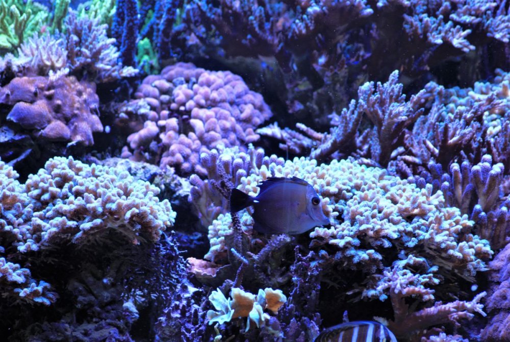 DSC_8894.thumb.jpg.f33257f3ebdb94c2c4f3f742bff18be1.jpg