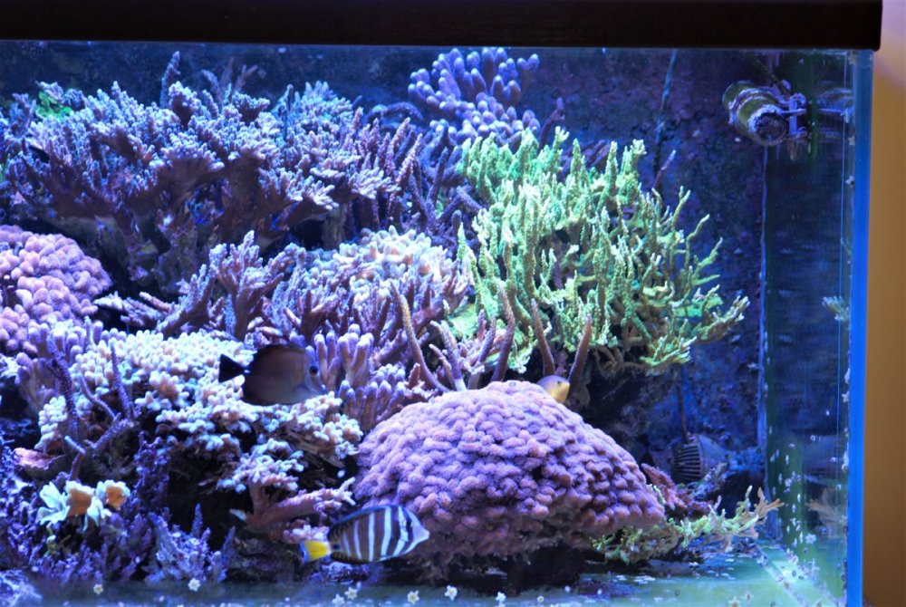 DSC_8895.thumb.jpg.be51ea63348149a02fedc2f58b8b7d0b.jpg