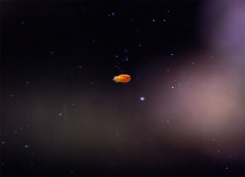 Dlteck2000_1222710019_planaire2.jpg
