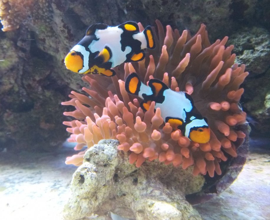 clown_orange.jpg
