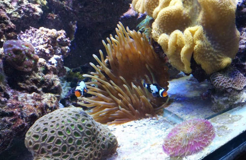 cote_gauche_clown_sarcophyton.jpg