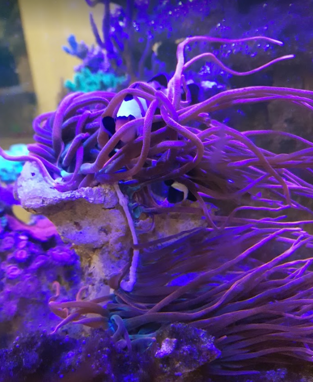image.thumb.png.841cff5890120d585d3505934ad4d786.png