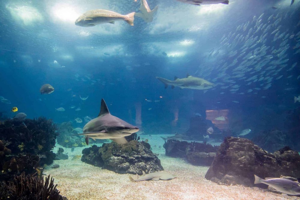 oceanarium-lisbonne.jpg