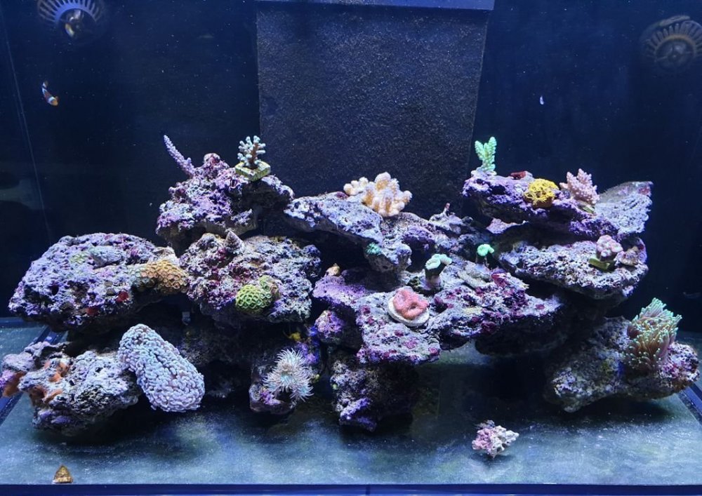 Aquarium Red Sea Reefer V3 250 eau de mer (1).jpg