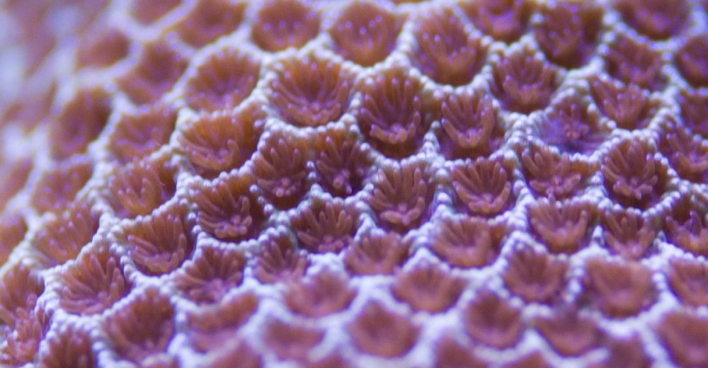 montipora.thumb.jpg.219a7c5ece357745e139e6da8514a34b.jpg