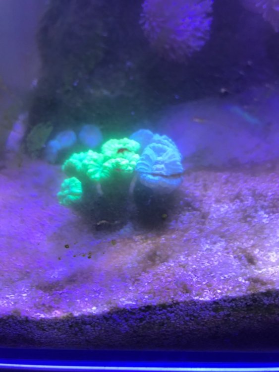 2F501273-0117-4E13-BA1E-E327B2E0D646.jpeg