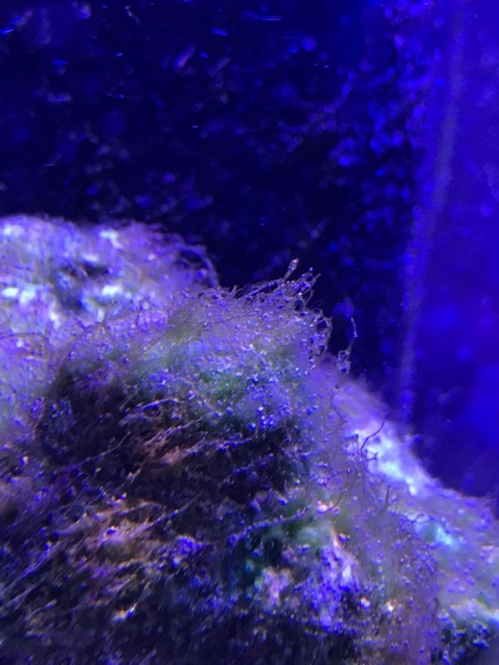 37E7E541-3B75-4316-B981-456D0A58D279.jpeg
