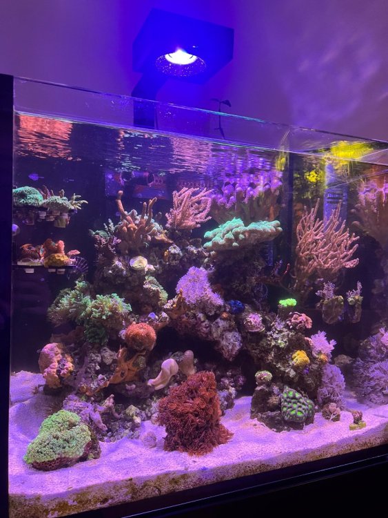 IMG_0490.thumb.jpeg.056368a8d051cb3ff7c7ad60aa5bcebe.jpeg