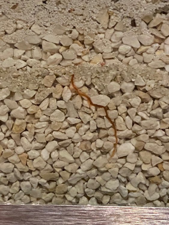 Worms J+2.jpg