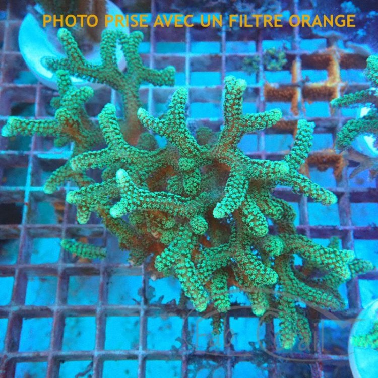 seriatopora-calendrium-vert-fonce.jpg