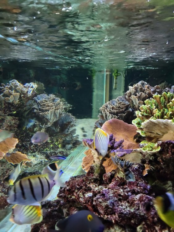 Mai 2024 récif au réveil.jpg